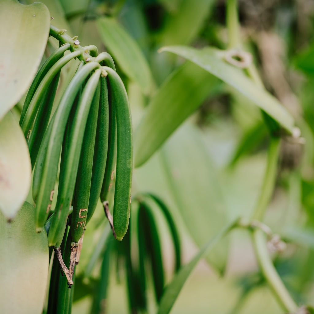 Everything you Need to Know About Growing Vanilla Beans Vanilla Bean