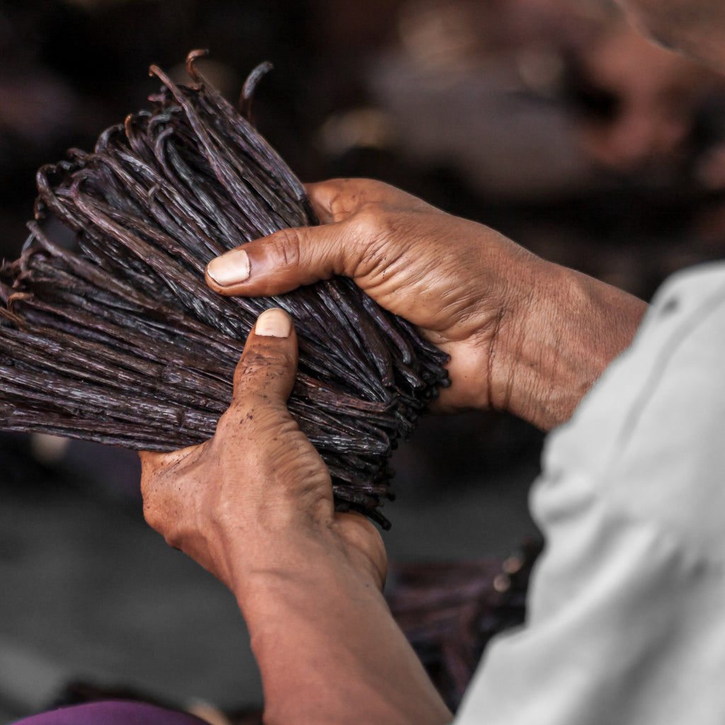 How to Choose Vanilla Bean Suppliers 5 Tips for Beginners Vanilla