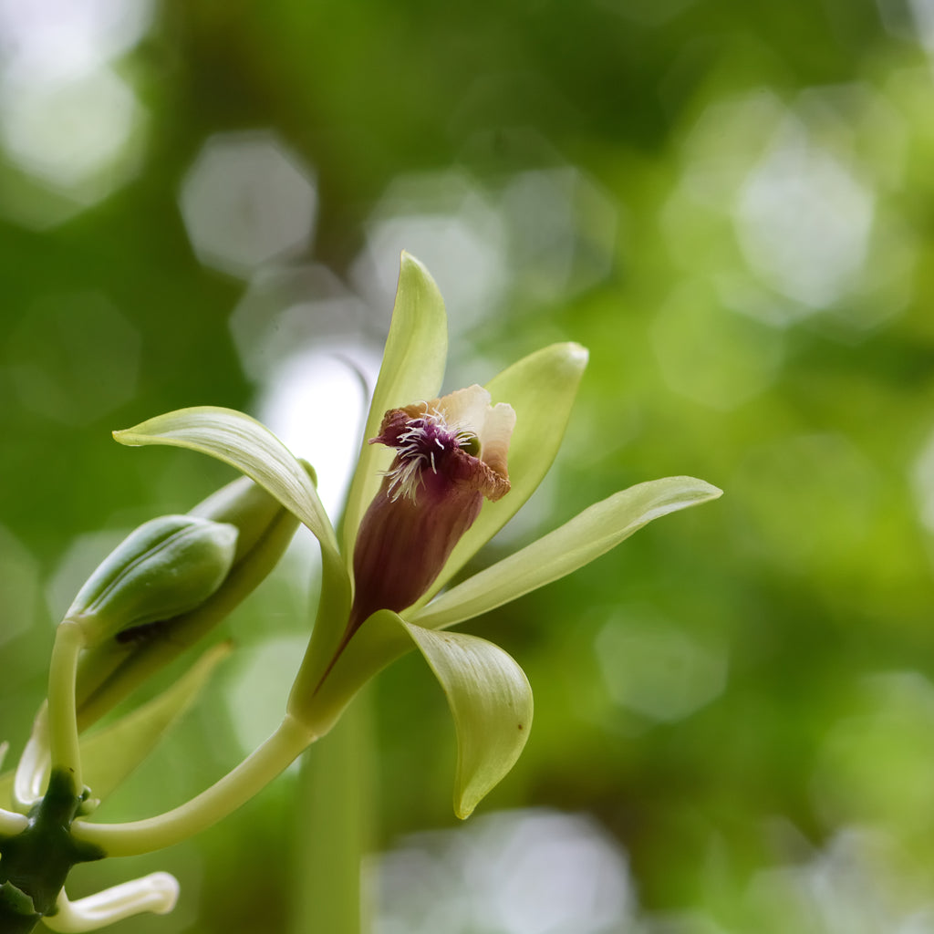 Do All Orchids Produce Vanilla Beans? Vanilla Bean Kings
