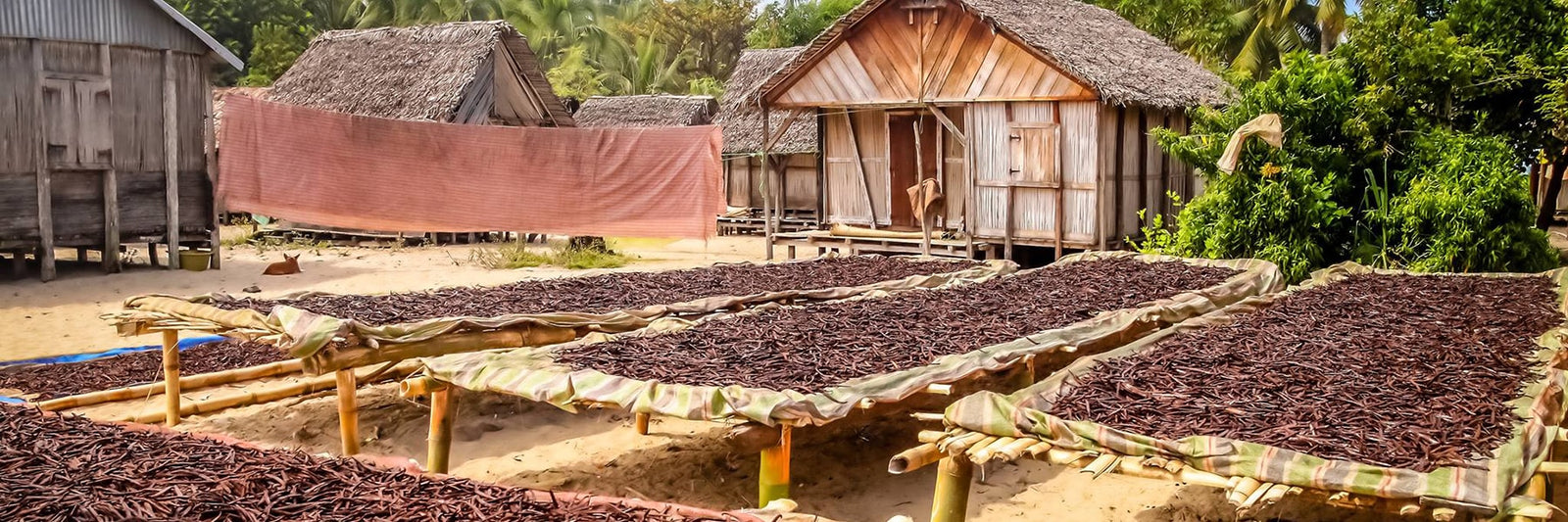 Gourmet Vanilla Beans for Baking and Extract Making Vanilla Bean Kings