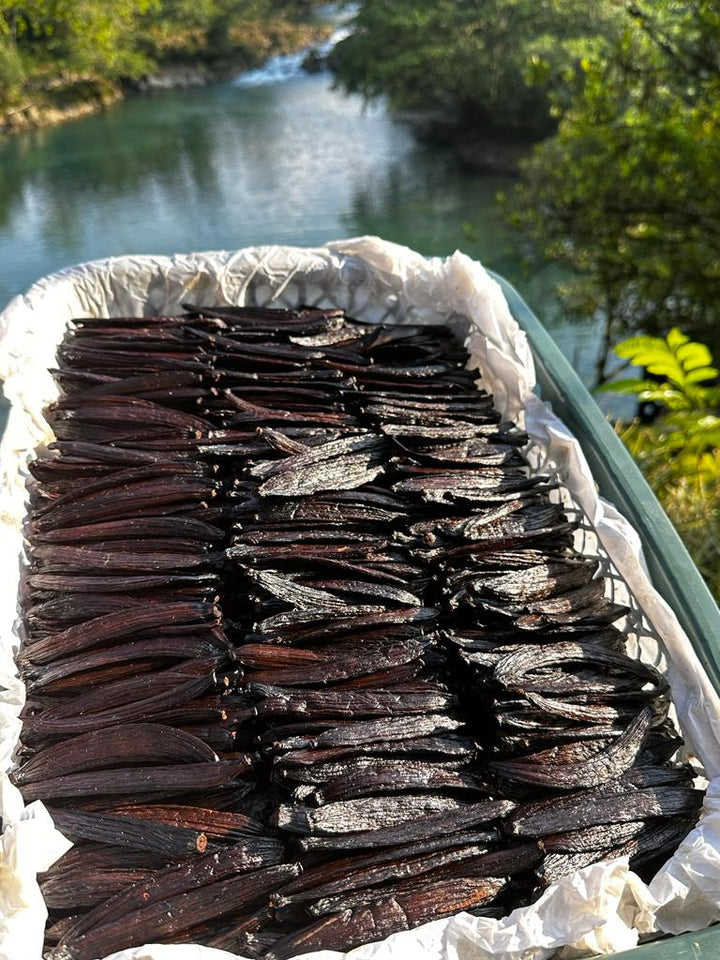 lots of vanilla beans by river