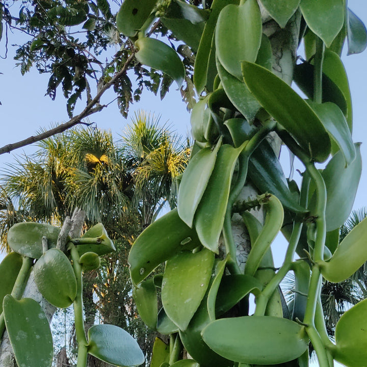 vanilla beans on a vine