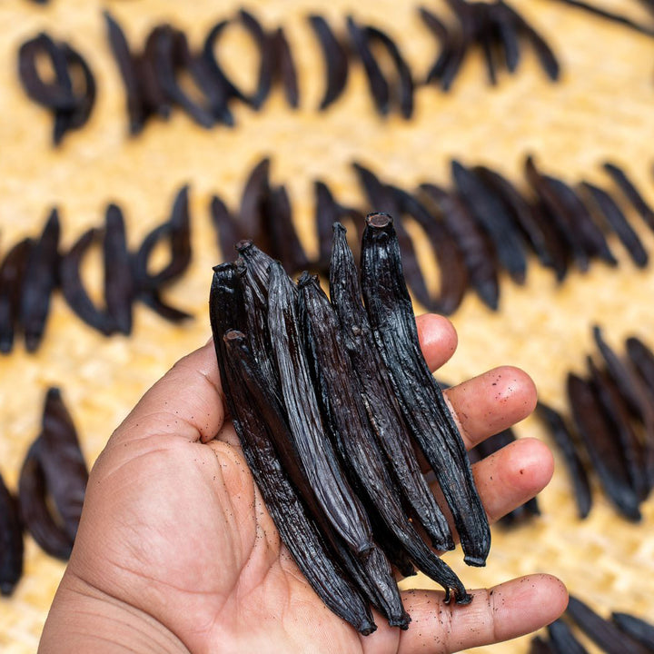 close up vanilla beans
