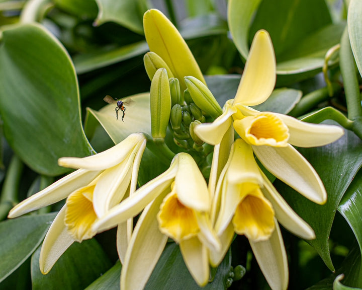 vanilla orchid flower by bee