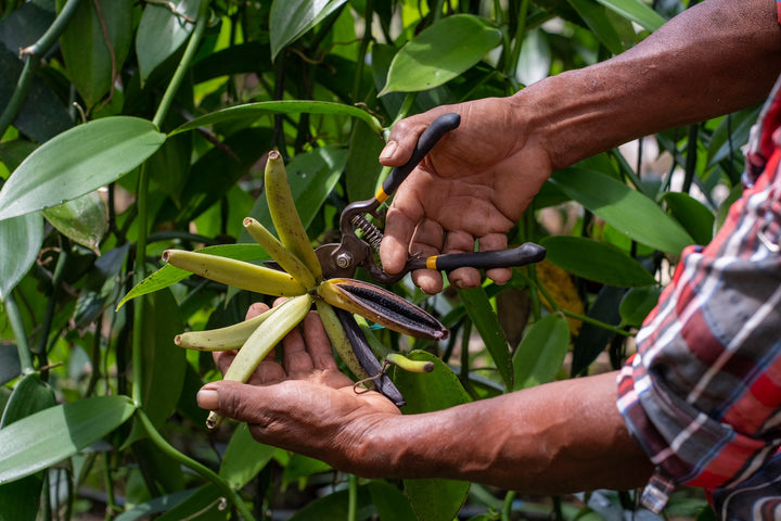 vanilla beans being clipped from the vine