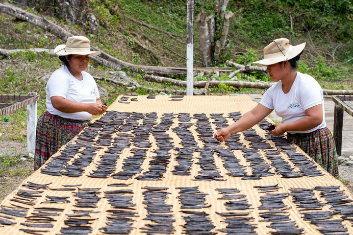 2 ladies curing vanilla in the sun