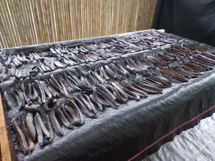 peruvian vanilla beans curing