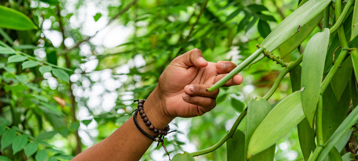 vanilla beans on table with leaves and flower