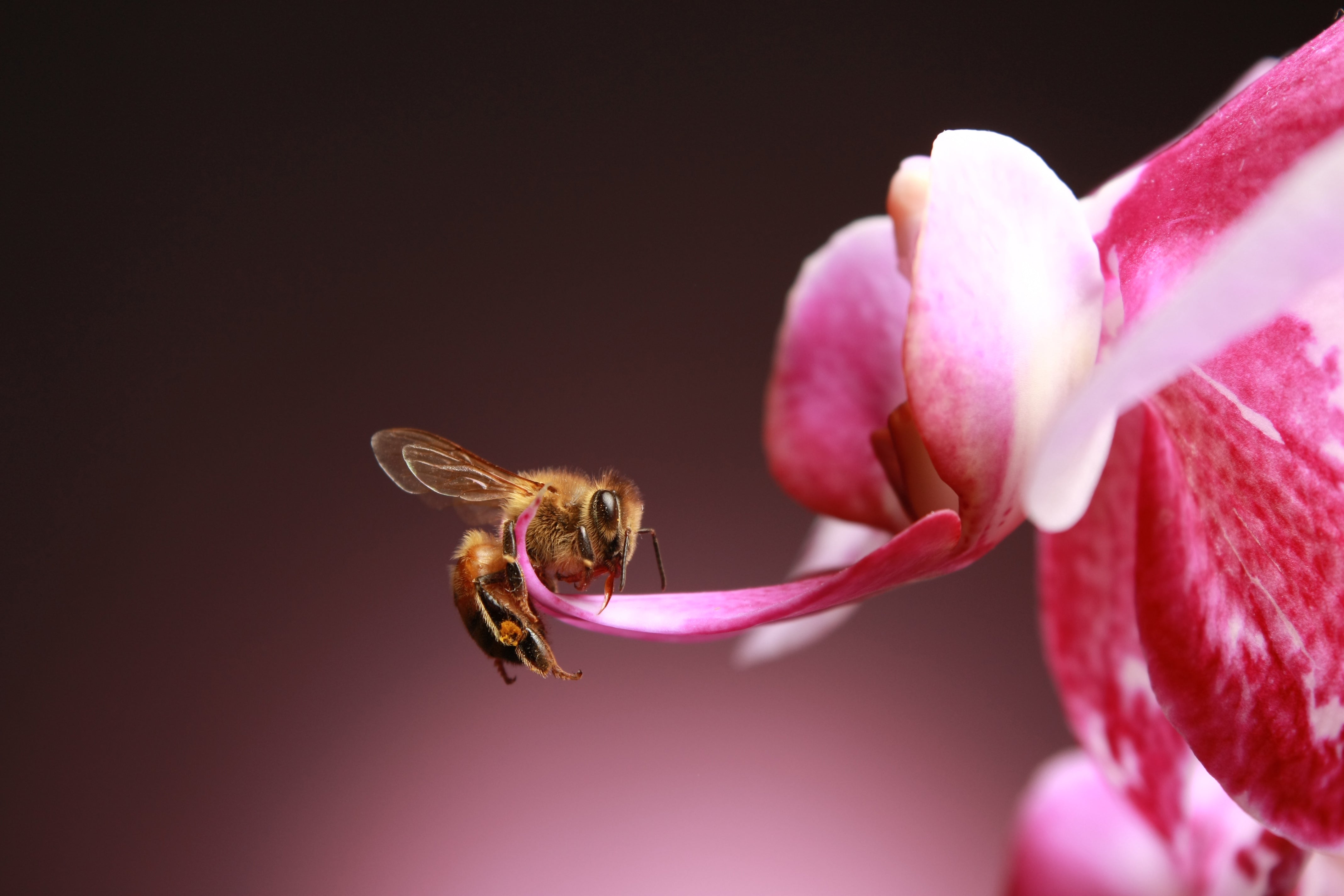 pink vanilla flower with a bee on it