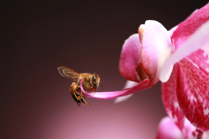 honey bee and a pink flower