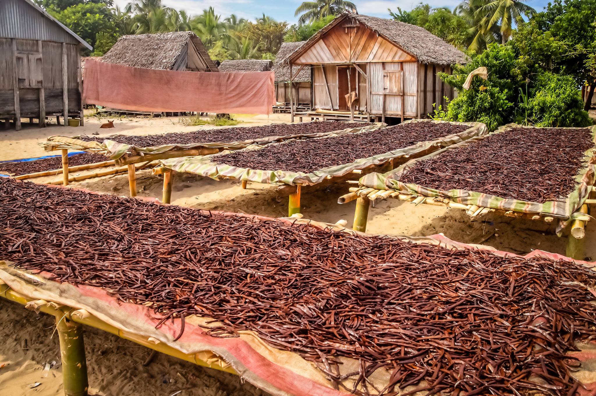 vanilla beans on table