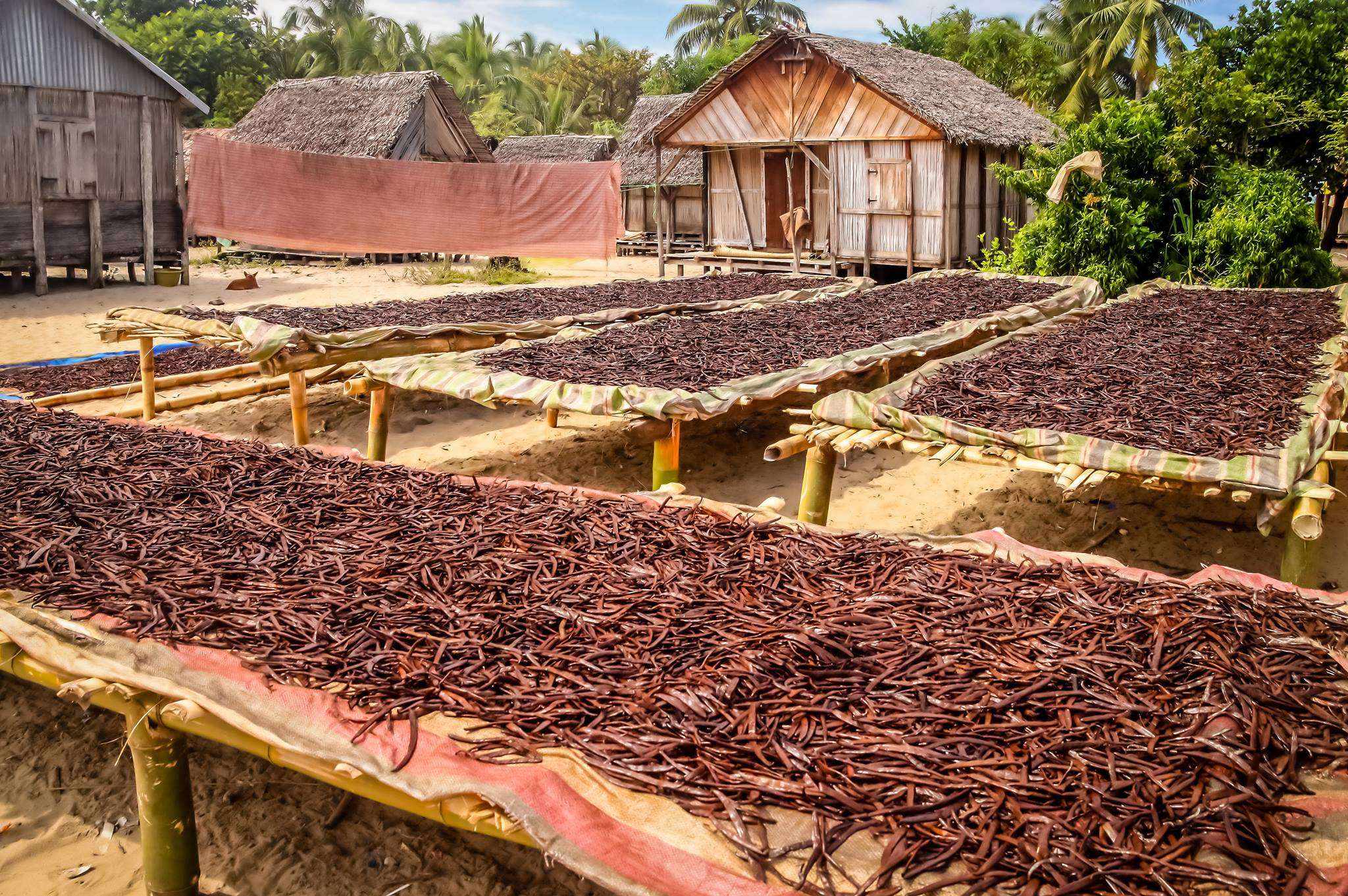 Madagascar vanilla beans on drying rack in Madagascar 