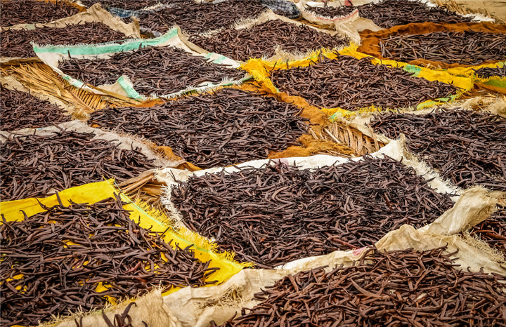 vanilla beans laying out on tarp sun curing