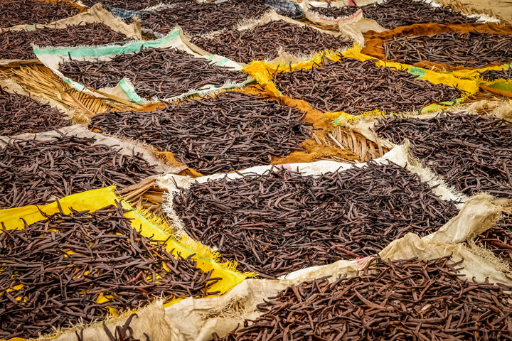 vanilla beans on tarp sun curing