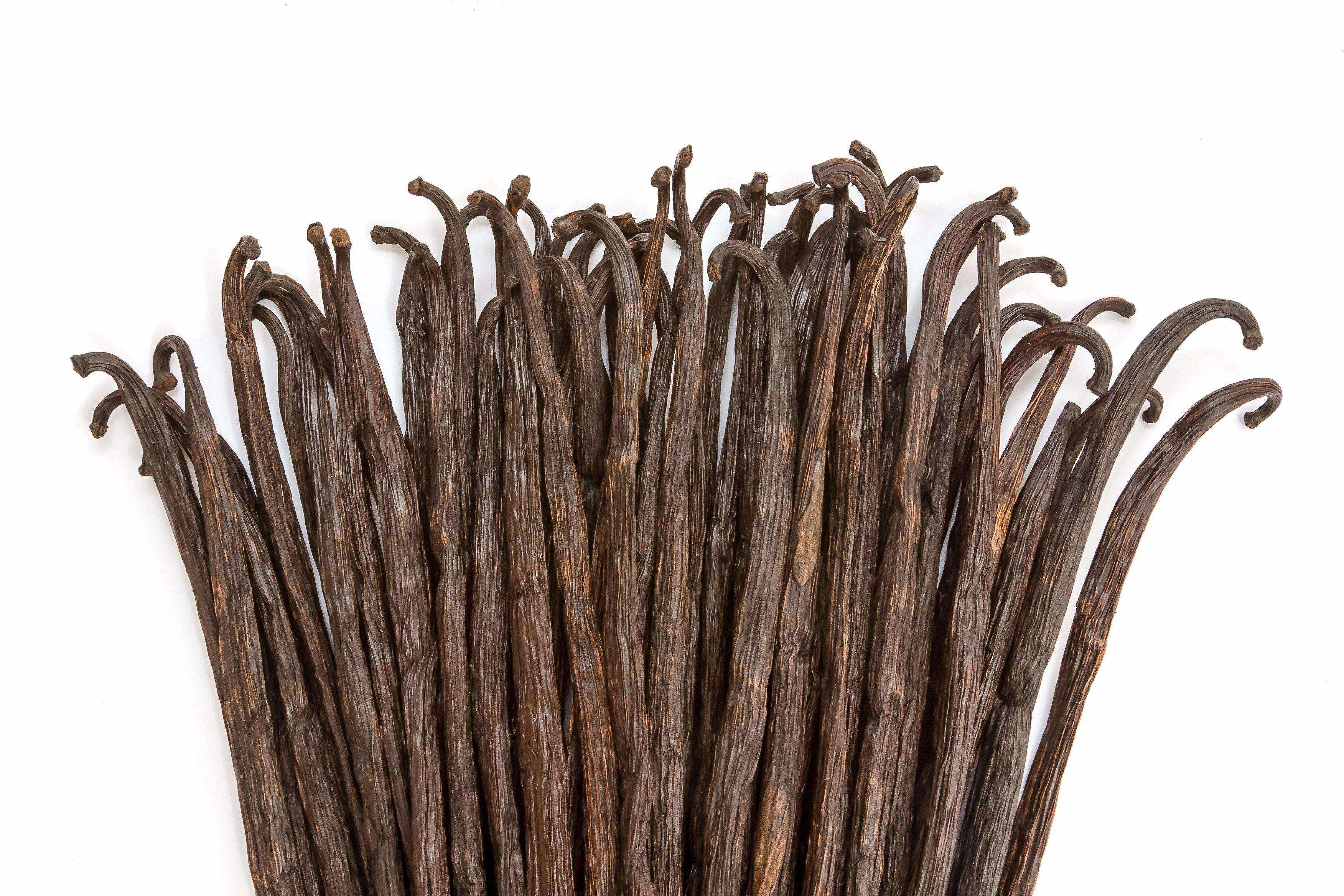 vanilla beans spread out over white background