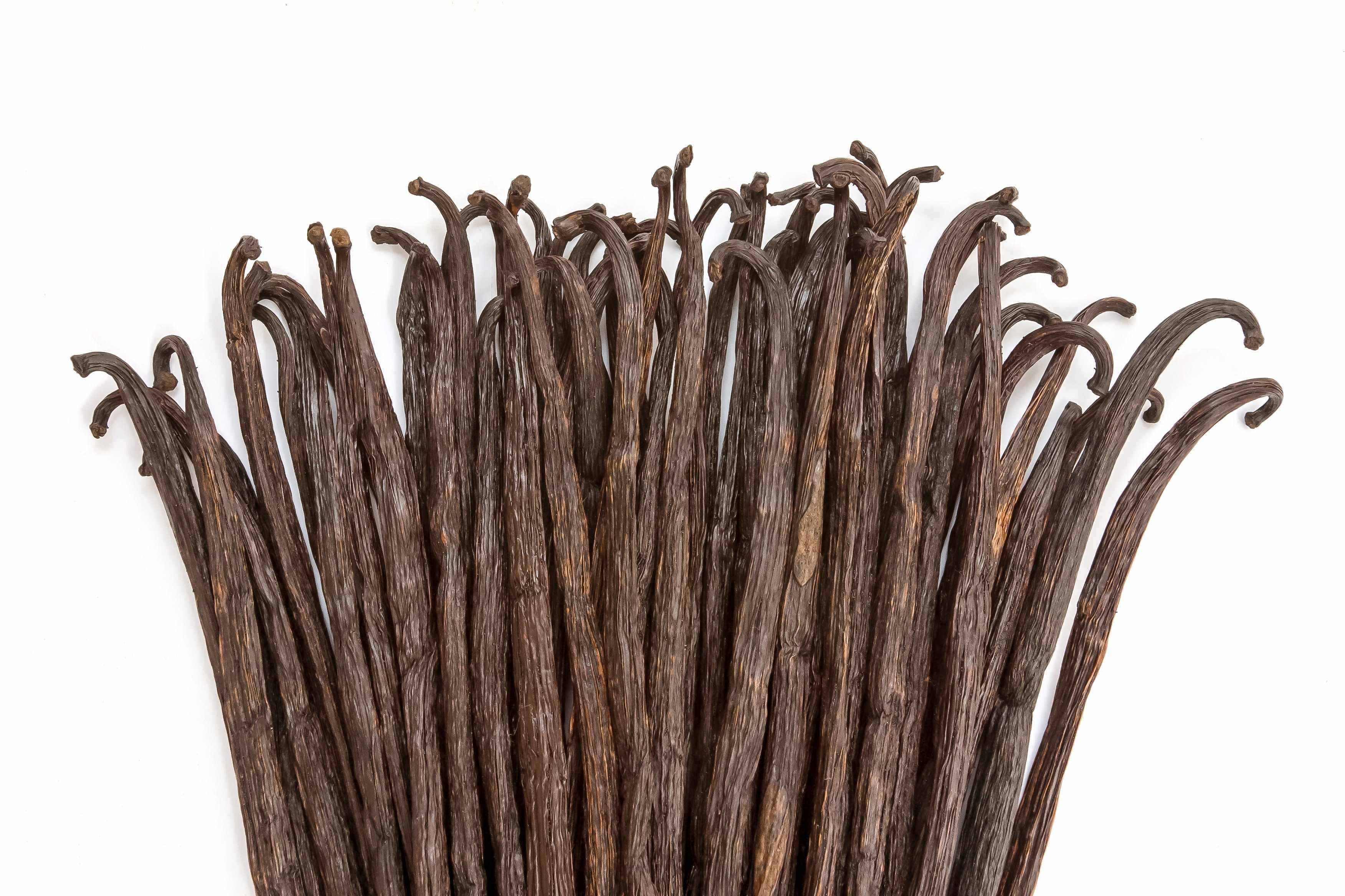 grade b vanilla beans spread out on white background