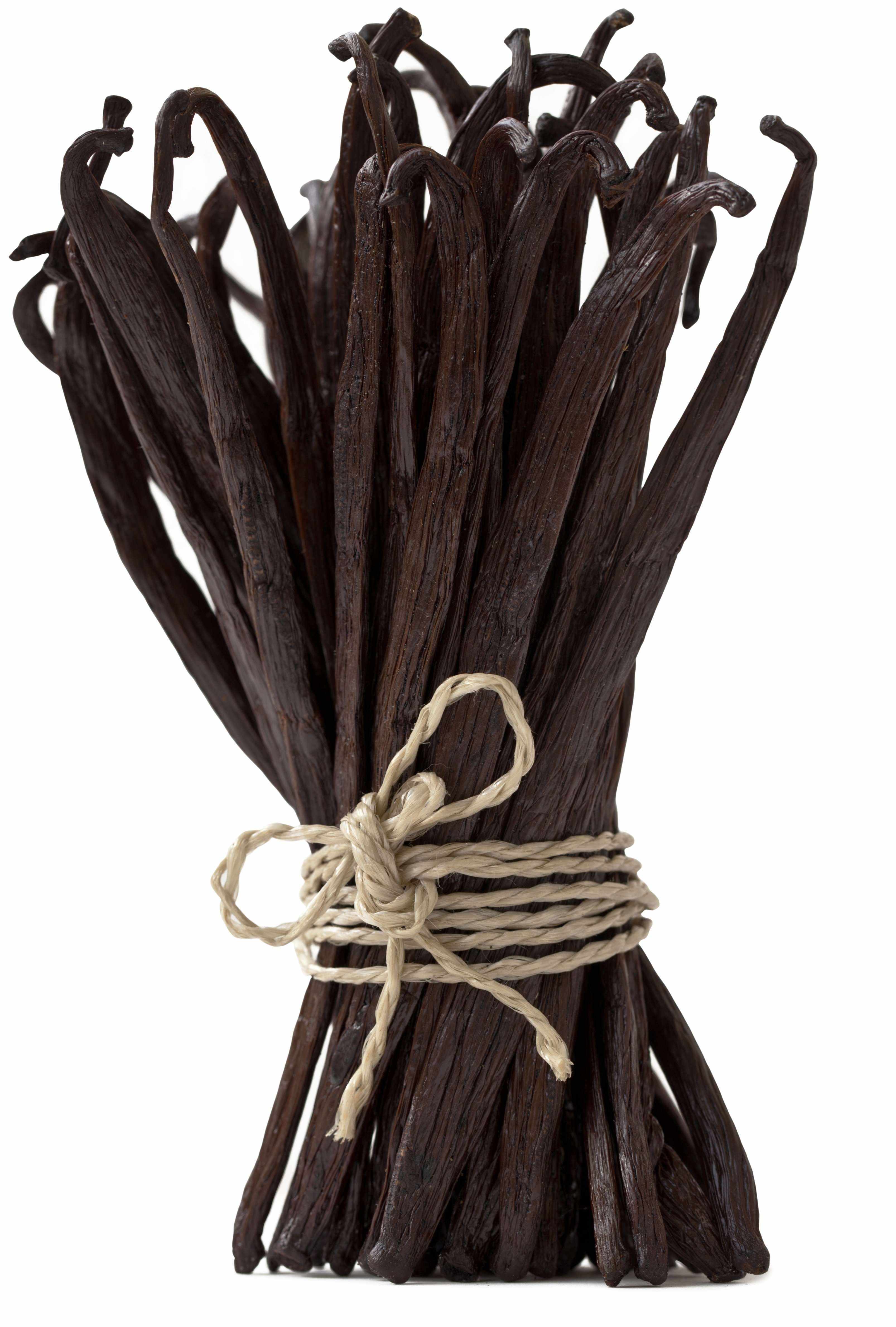 bundle of madagascar vanilla beans in upright position