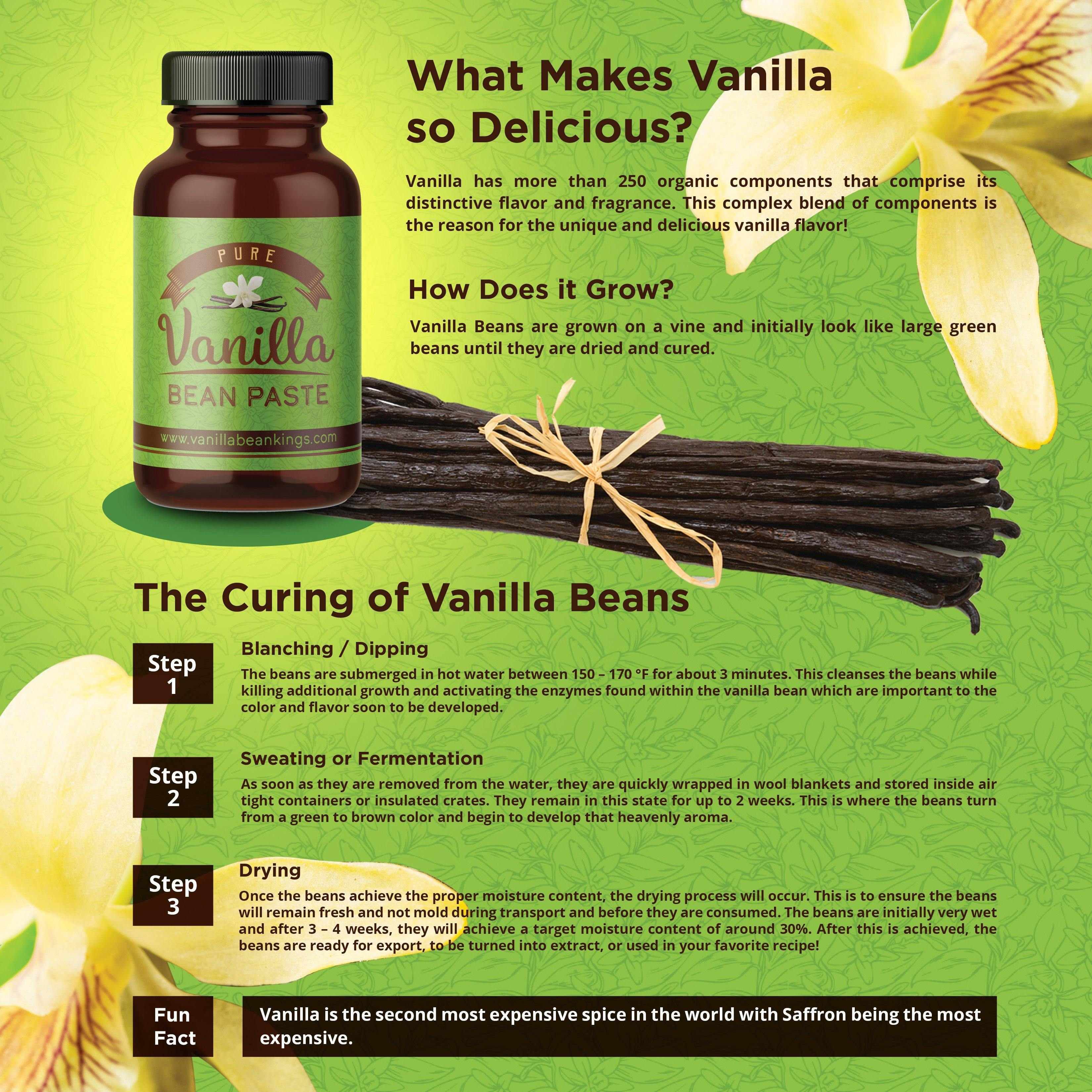 Vanilla Infographic what makes vanilla so good and curing method